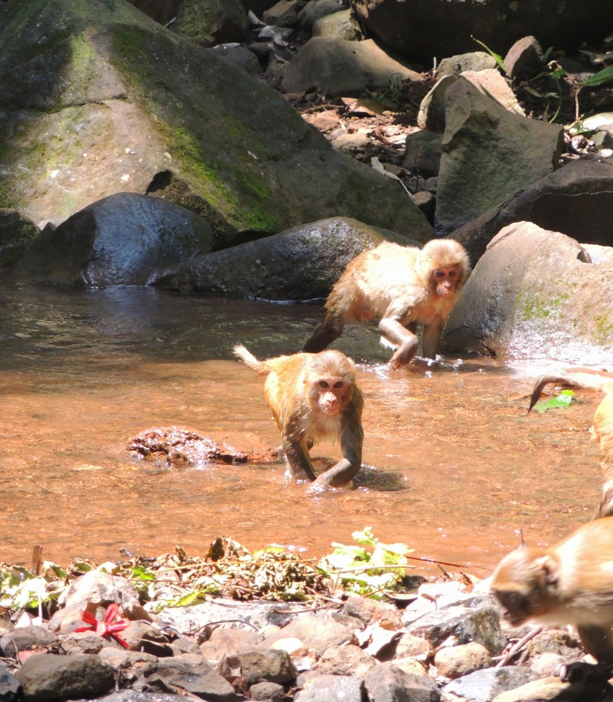 Monkeys are a constant companion, wherever one goes in the idyllic town of Amarkantak