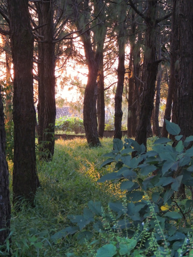 An idyllic evening in Amarkantak with the setting sun hiding behind trees